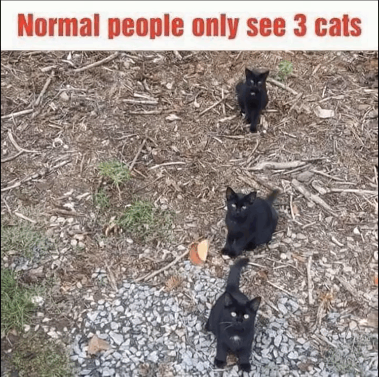 kitt