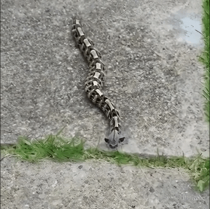 In the morning, I noticed something in the yard and thought it was just a toy – but the reality…