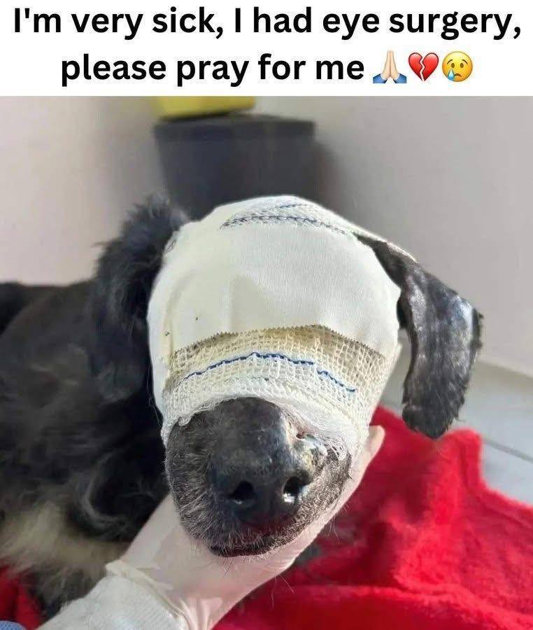 surgery for dog