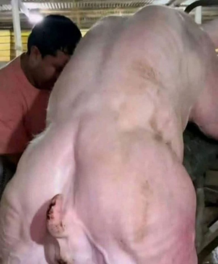 B3NMCSyyAidr8y7Ccckzt6MdrSzR9Y58mf3mLhbK