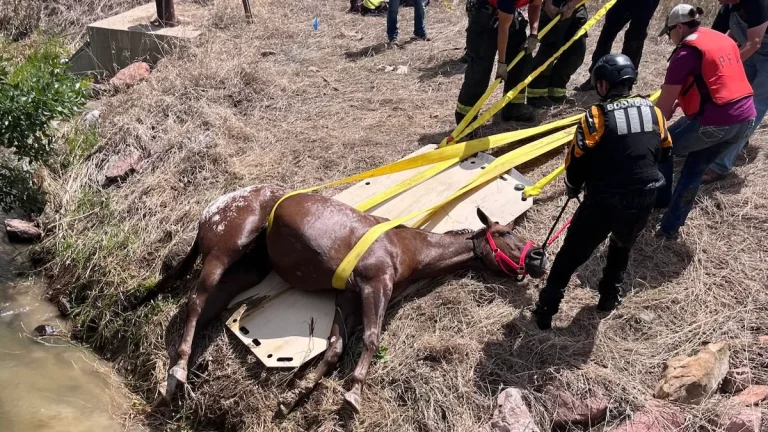 HORSE-RESCUE