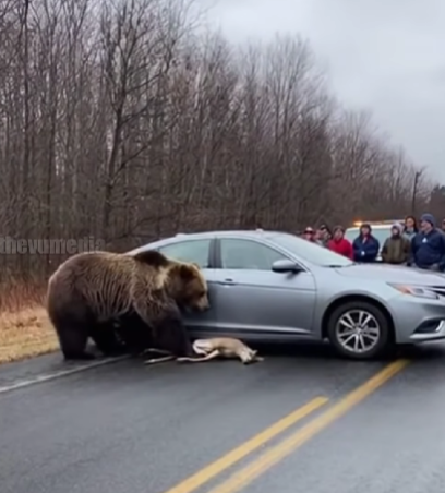 ariu pshton kit kaprollin ner kerr a njs