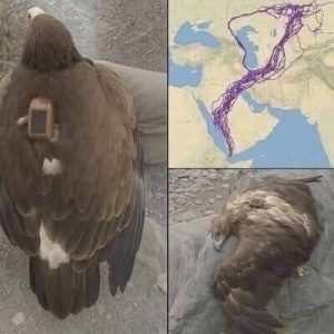 Scientists Tracked an Eagle for 20 Years