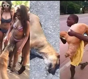 Why Dogs Sniff There And What It Really Means