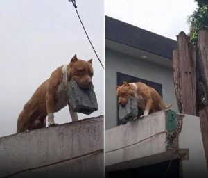 This man turned a household pet into a very unusual form of security.