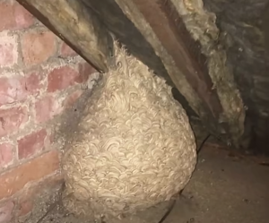 Man Thinks He Found “Hornets” Nest In Attic – Turns Pale When He Realizes What’s Inside