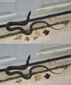 When this snake enters your house, it means you have… See more