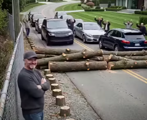 They Removed My Trees for a Better View — What Happened Next Changed More Than I Expected