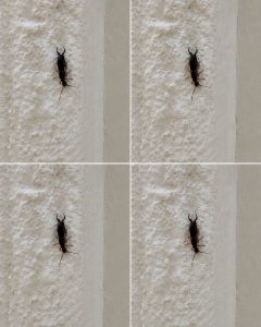 If You Find This Insect in Your Home, Here’s What It Could Mean
